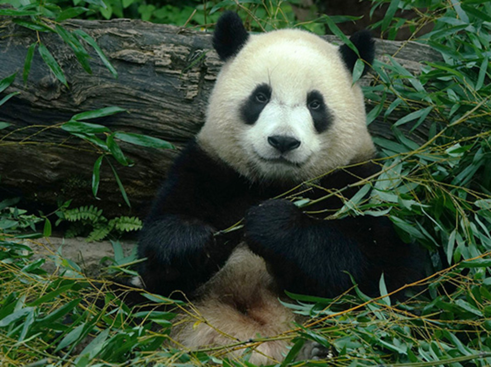台北 - 木柵動物園